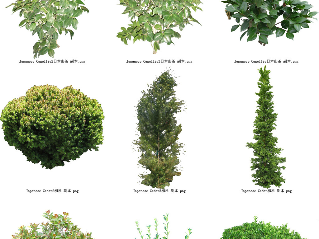 柏树植物透明背景系列高清图41