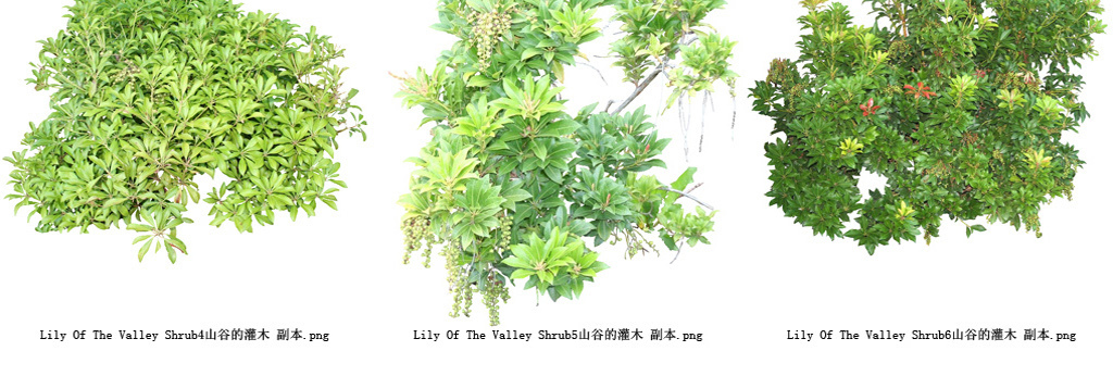 我图网提供精品流行丁香花树木植物透明背景系列高清图46素材下载,作品模板源文件可以编辑替换,设计作品简介: 丁香花树木植物透明背景系列高清图46 位图, RGB格式高清大图,使用软件为 Photoshop CS5(.png)