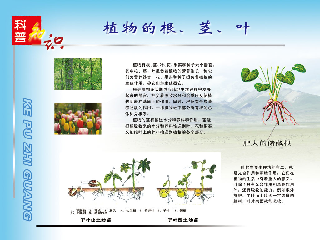 农业科普知识蔬菜栽培技术菜店展板菜店站牌