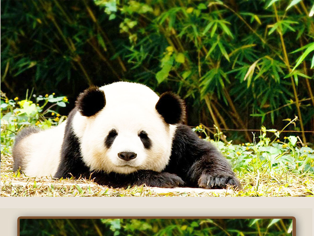绿色竹林大熊猫背景墙