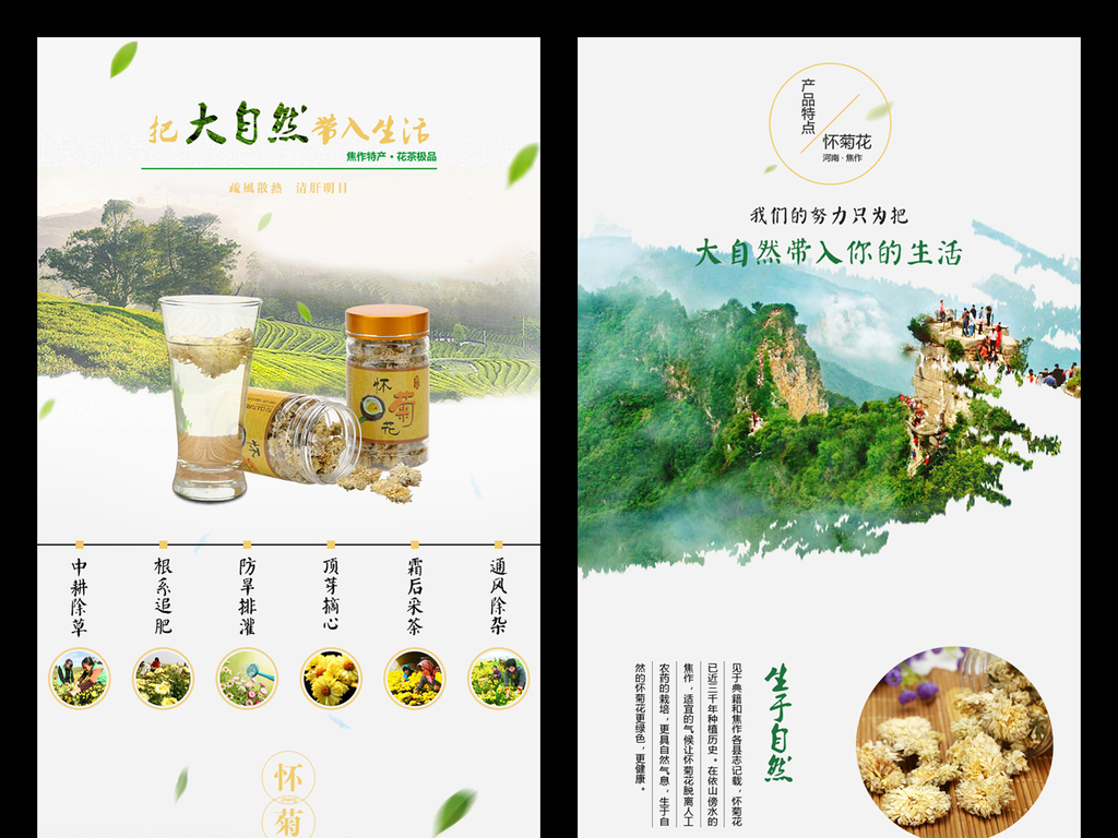 淘宝天猫拼多多温县菊花怀菊花珍珠菊茶详情