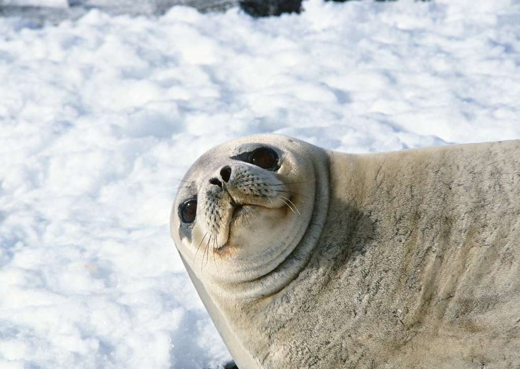 极地海洋生物动物世界海狮海豹摄影