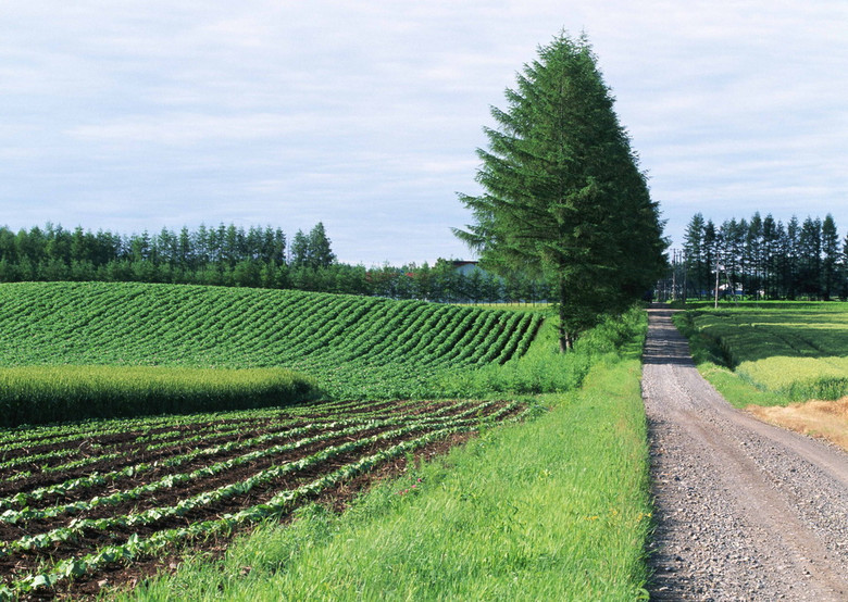 乡野道路田园风光野外风景郊外景观(图片编号