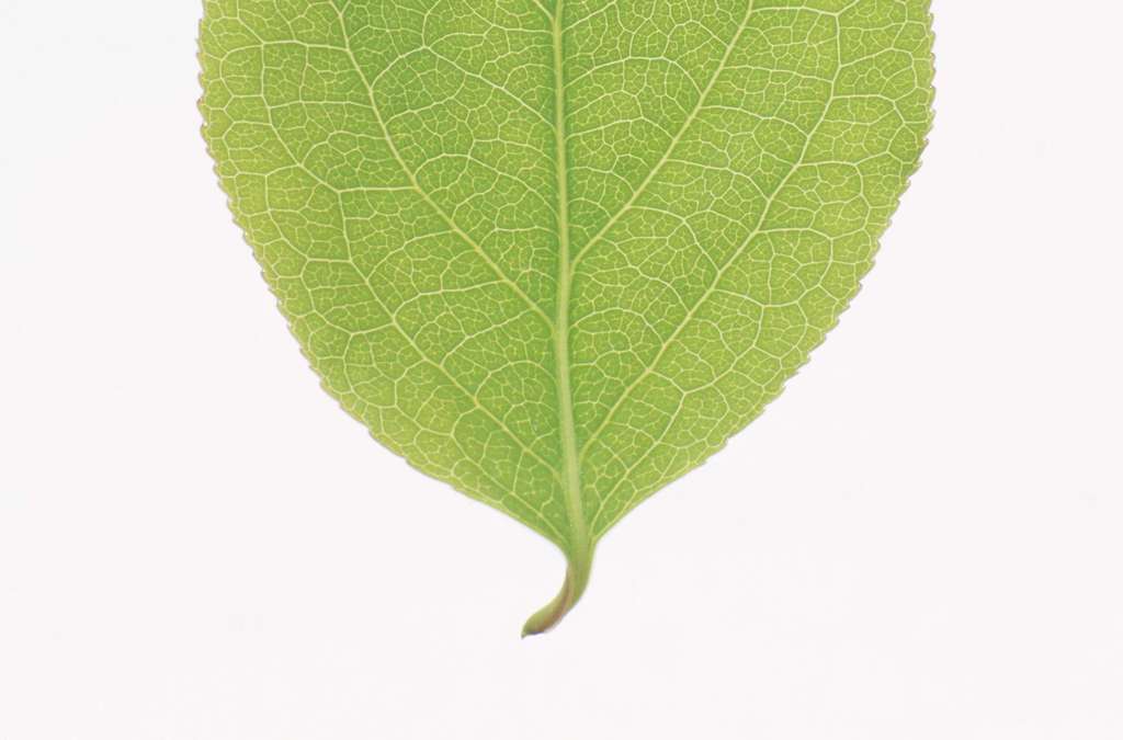 绿叶子的树 15992247-e10d2de767fc58f1cf7a62fb272d6da7-1.jpg