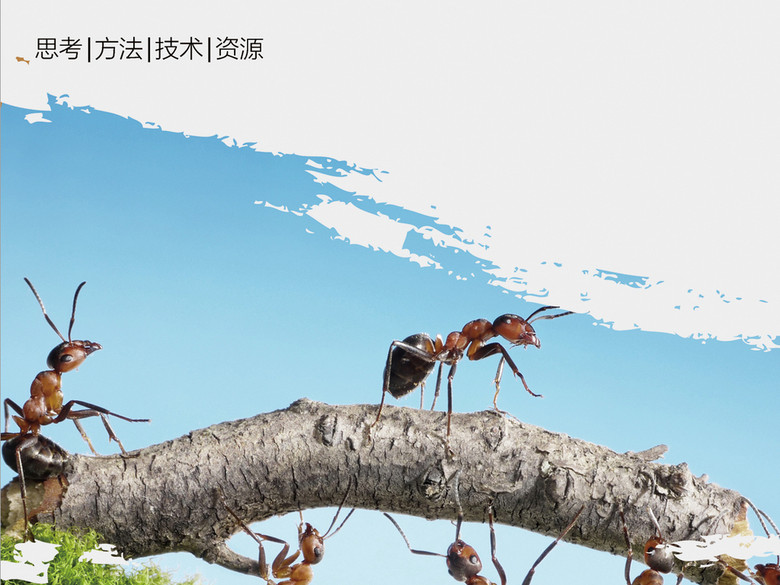 蚂蚁搬苹果的团结合作的精神