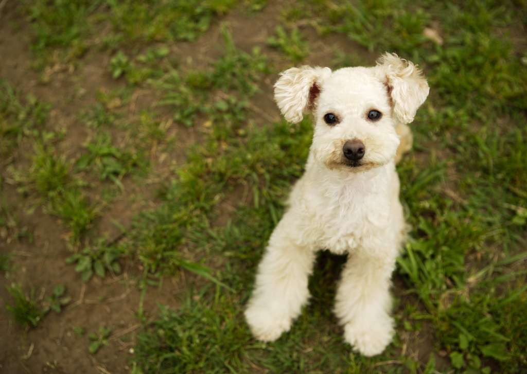  "Top 10 Indoor Pet Fence for Dogs: Create a Safe and Fun Space for Your Furry Friend"