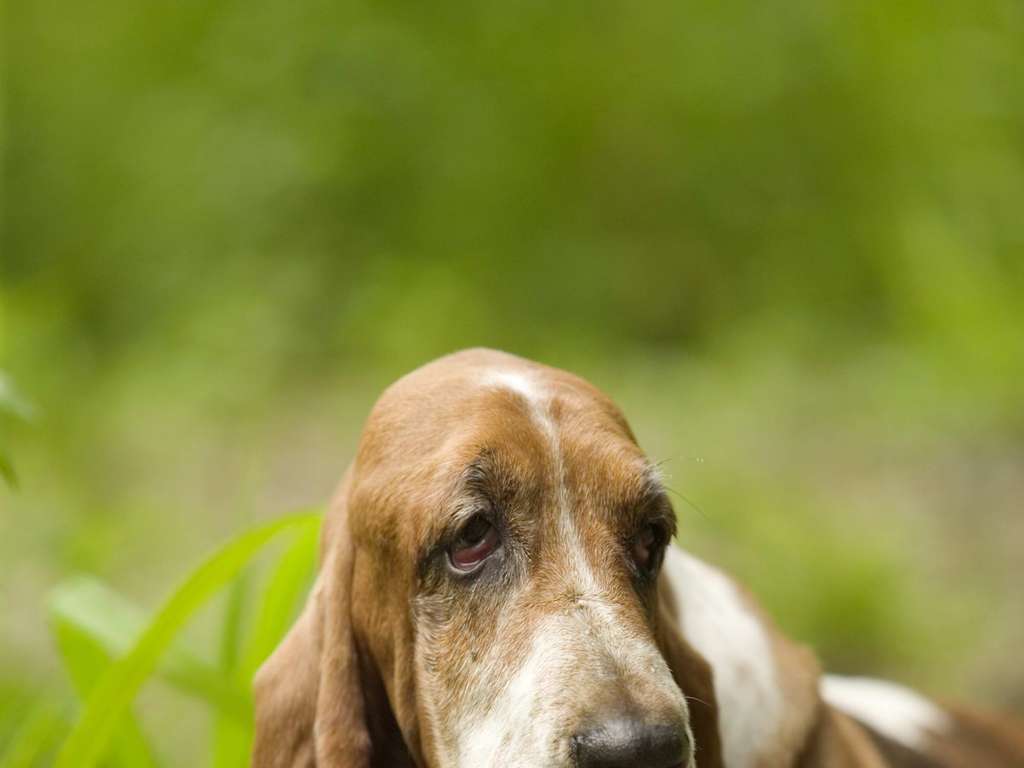 可爱小狗犬类动物狗狗写真图片素材