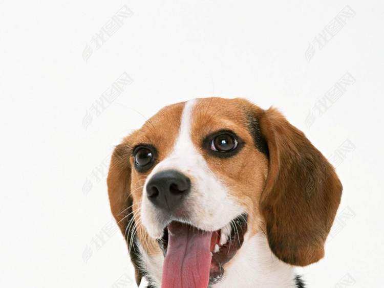 小狗动物世界西洋狗类猫狗家居宠物