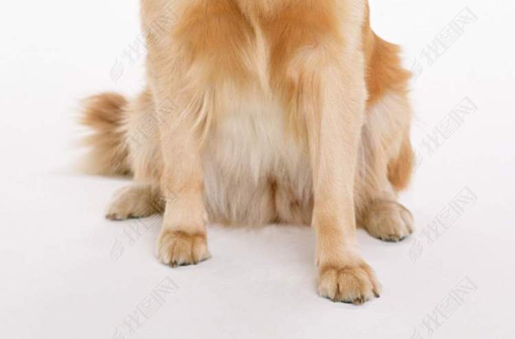 小狗动物世界西洋狗类猫狗家居宠物图片下载素