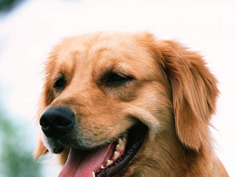 小狗动物世界西洋狗类猫狗家居宠物(图片编号