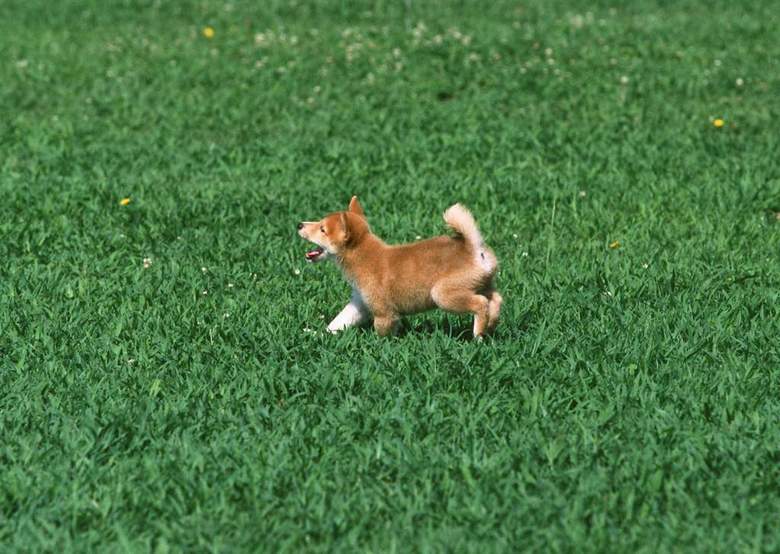 小狗动物世界西洋狗类猫狗家居宠物(图片编号