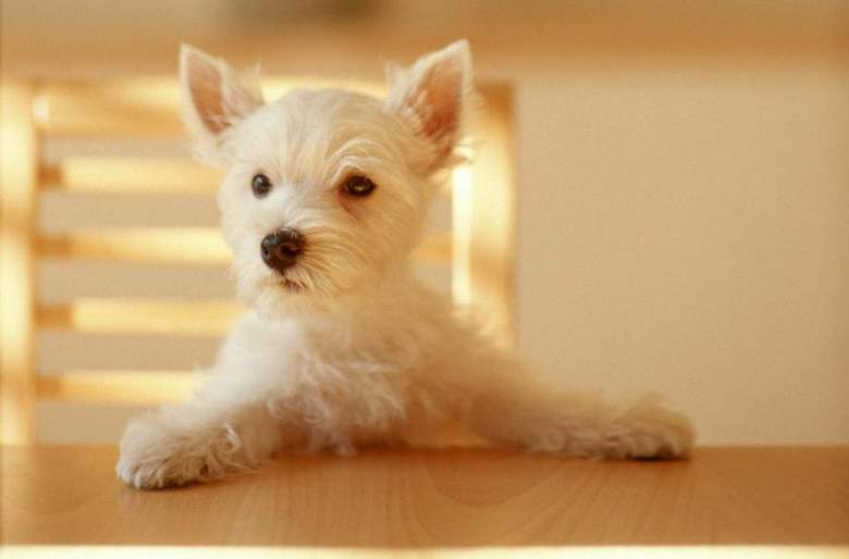 小狗西洋狗类猫狗动物世界家居宠物(图片编号