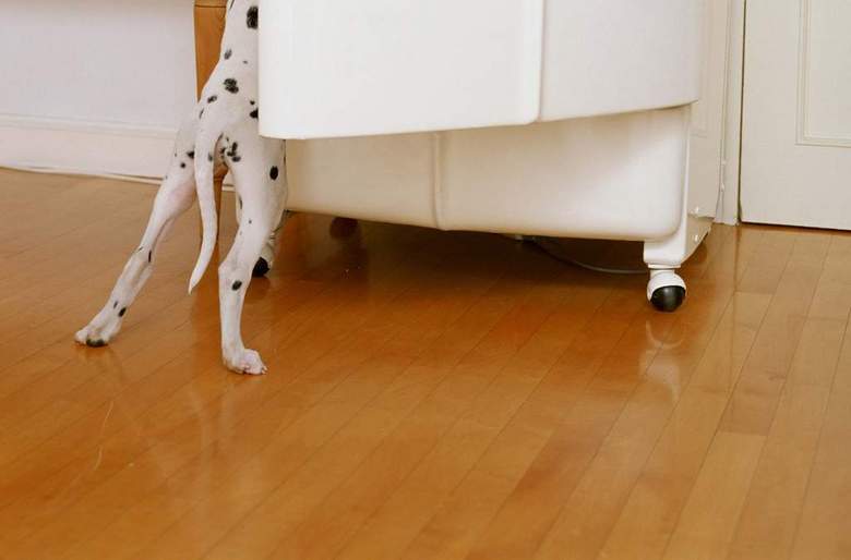 小狗西洋狗类猫狗动物世界家居宠物(图片编号