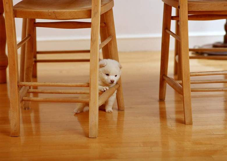 小狗西洋狗类猫狗动物世界家居宠物(图片编号
