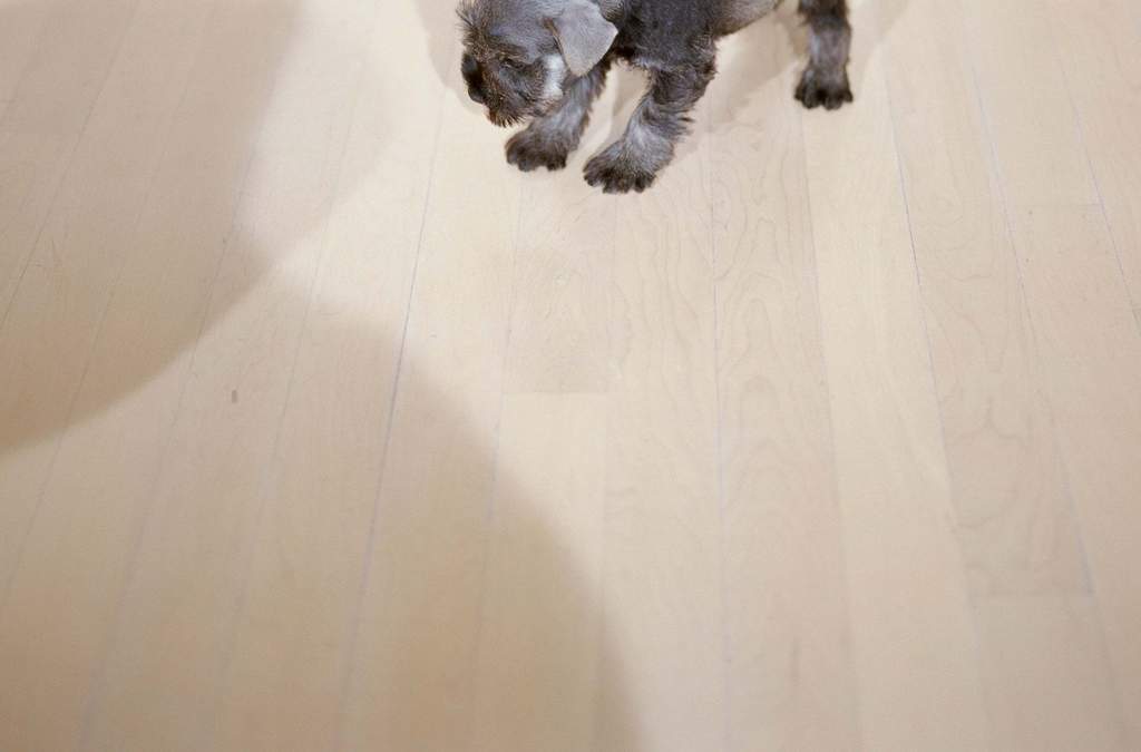 动物世界狗狗大全视频 16044026-060697de32e6965918579a0da18c6c17-1.jpg