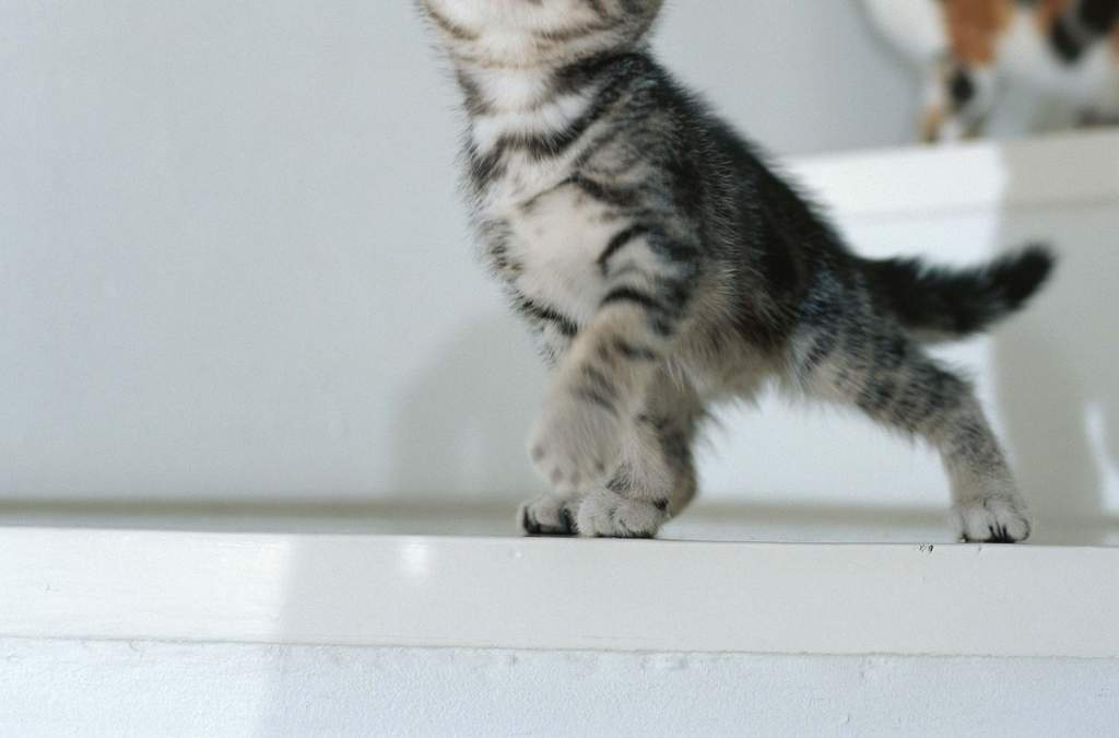 小猫视频可爱全部 16044154-b4791c377ec26d19fd5e4005587341c5-1.jpg