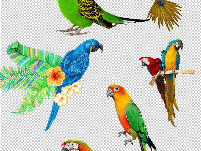卡通鹦鹉动物图片海报素材(图片编号:1604682