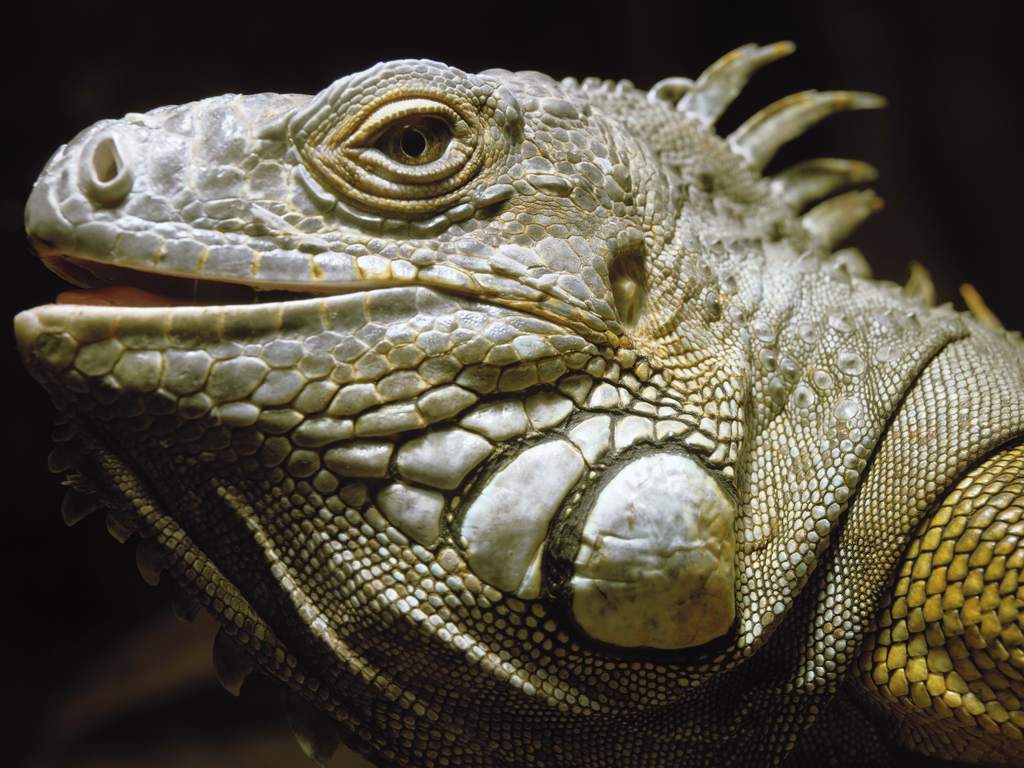 印度园的蜥蜴 绿色 自然 - Pixabay上的免费照片 - Pixabay