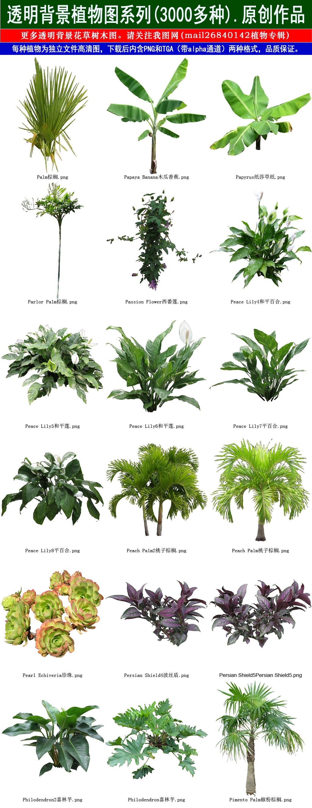 和平百合植物花草树木透明背景元素系列158