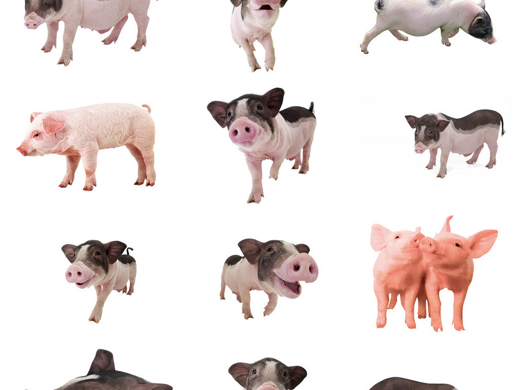 可爱宠物猪免抠图元素图片