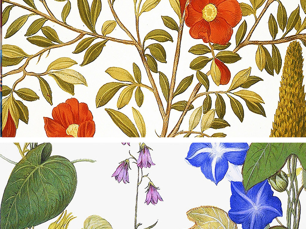 植物剪贴画 卡纸 植物剪贴画 卡纸