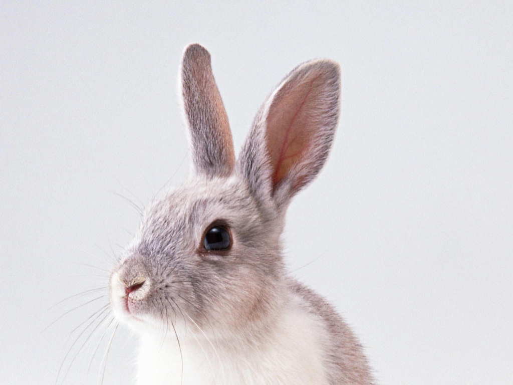 兔子晕了成语疯狂猜语_疯狂的兔子图片(3)