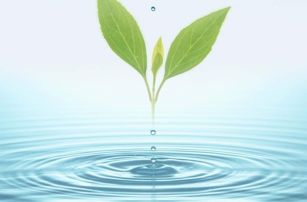 水滴绿叶背景清新绿色叶子水珠植物图片