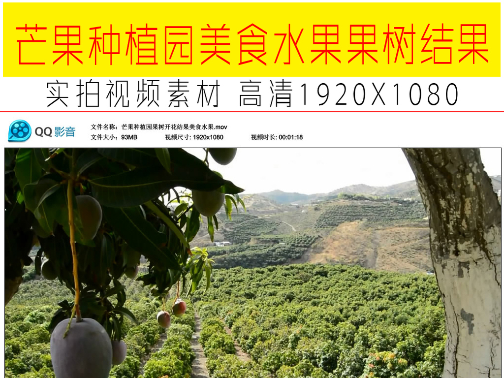 如何种植芒果的视频 16144309-a48fe01f5c4f1f16f380073a3a0ffa8d-0.jpg