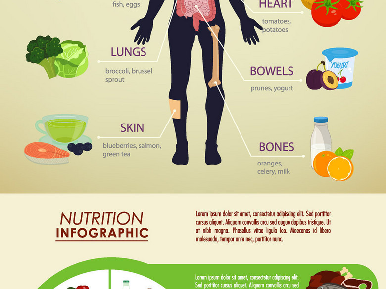 食物营养人体健康矢量信息图(图片编号:16146