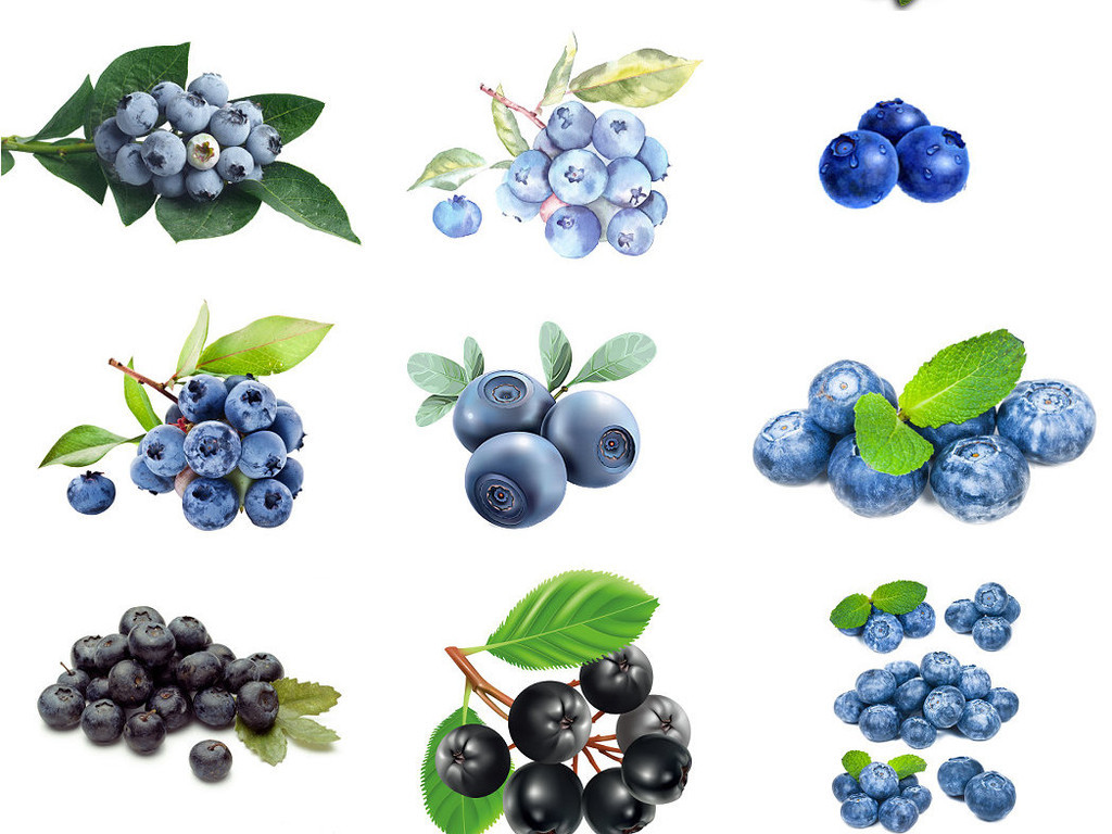 120款新鲜蓝莓ps装饰素材免抠图