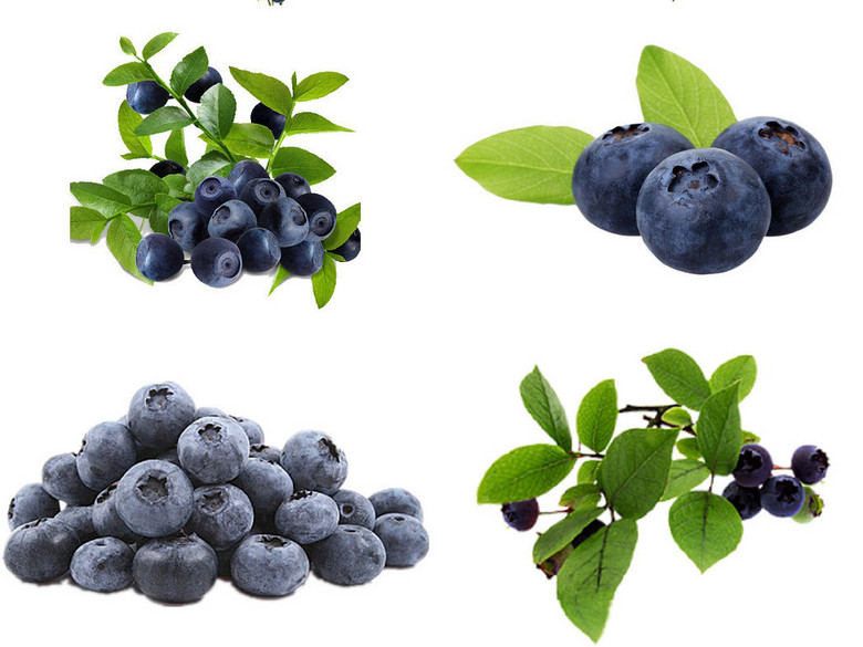 120款新鲜蓝莓ps装饰素材免抠图(图片编号:16