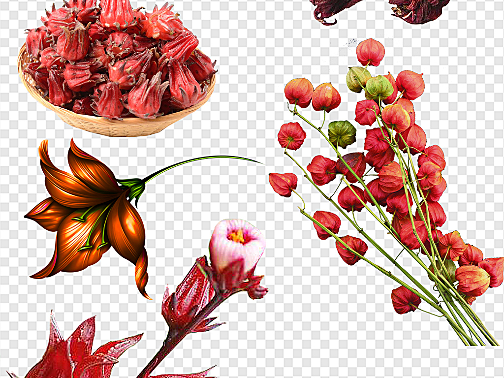 洛神花花茶洛神花干盛开的洛神花图片