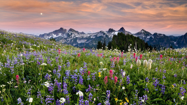 野花草地精美花海天空唯美风景植物(图片编号