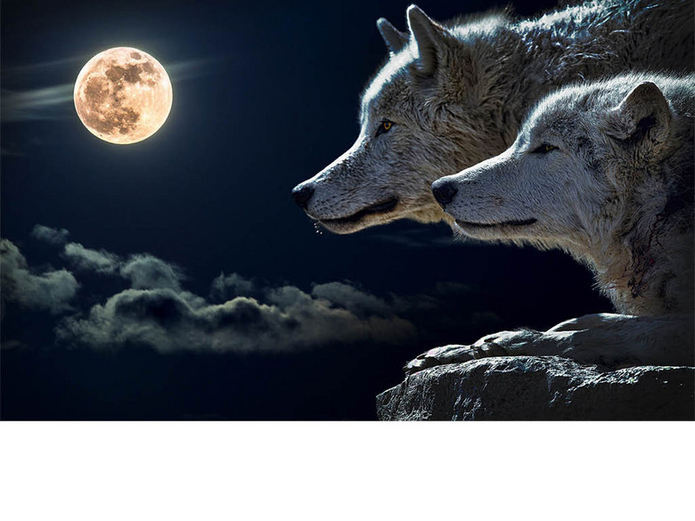 唯美夜空狼群高清(图片编号:16329057)_电视背