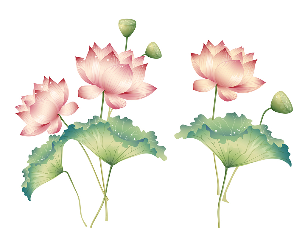 精美手绘荷花荷叶矢量图