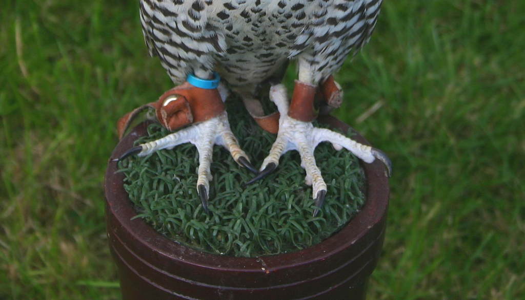 阿拉斯加鸟棕色爪危险的眼睛猎鹰羽毛固定凝视着猎人