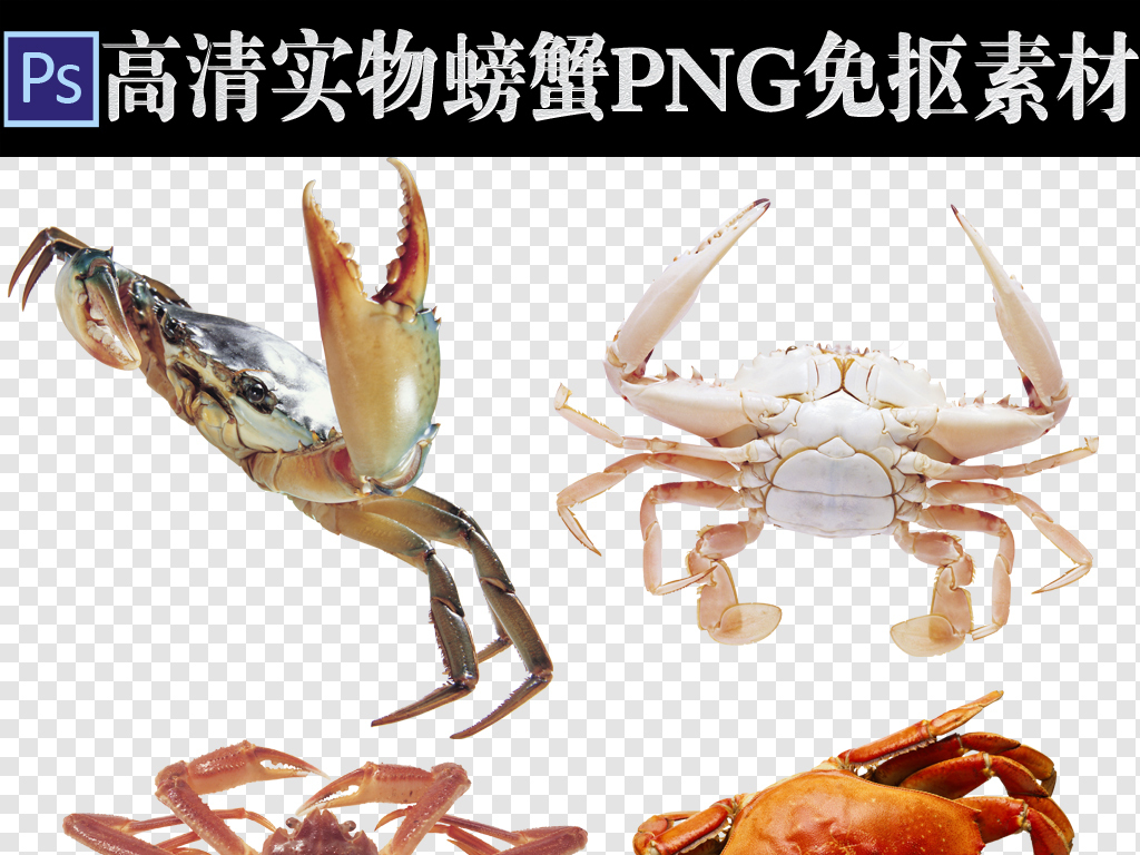 300dpi高清螃蟹png免抠设计素材图片_模板下载(92.68)