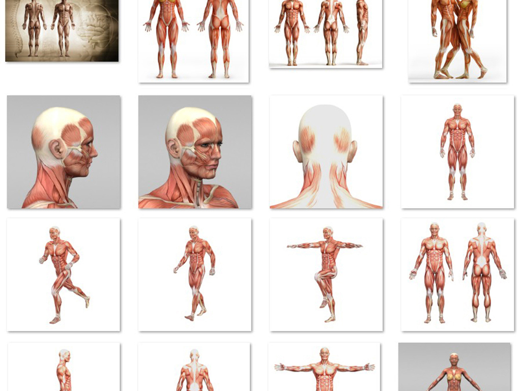 高清人体肌肉骨骼器官解剖器官组织
