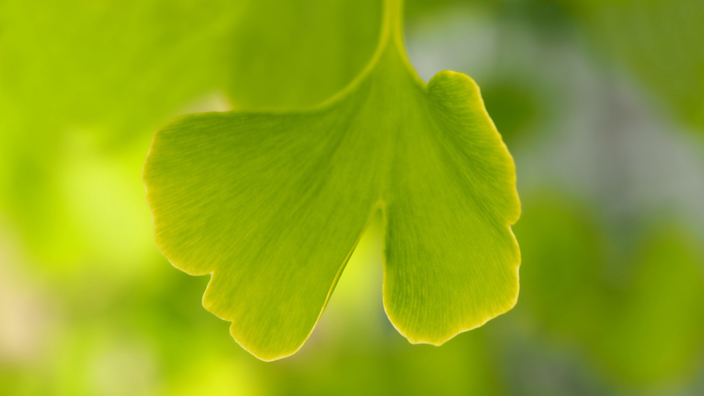 银杏叶4K高清护眼桌面高清背景素材