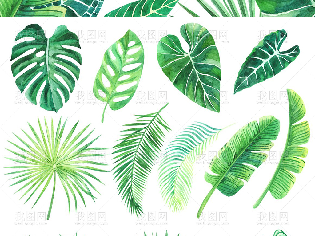 花卉植物与绿色的叶子剪贴画_贴画网