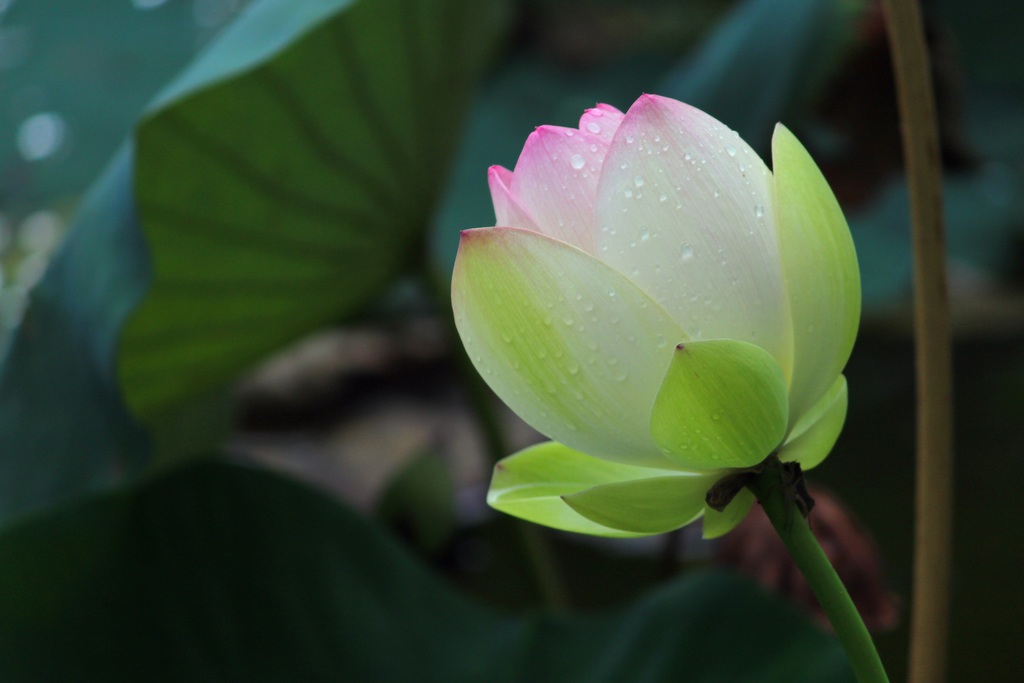 高清摄影图莲花花苞唯美荷花大图背景