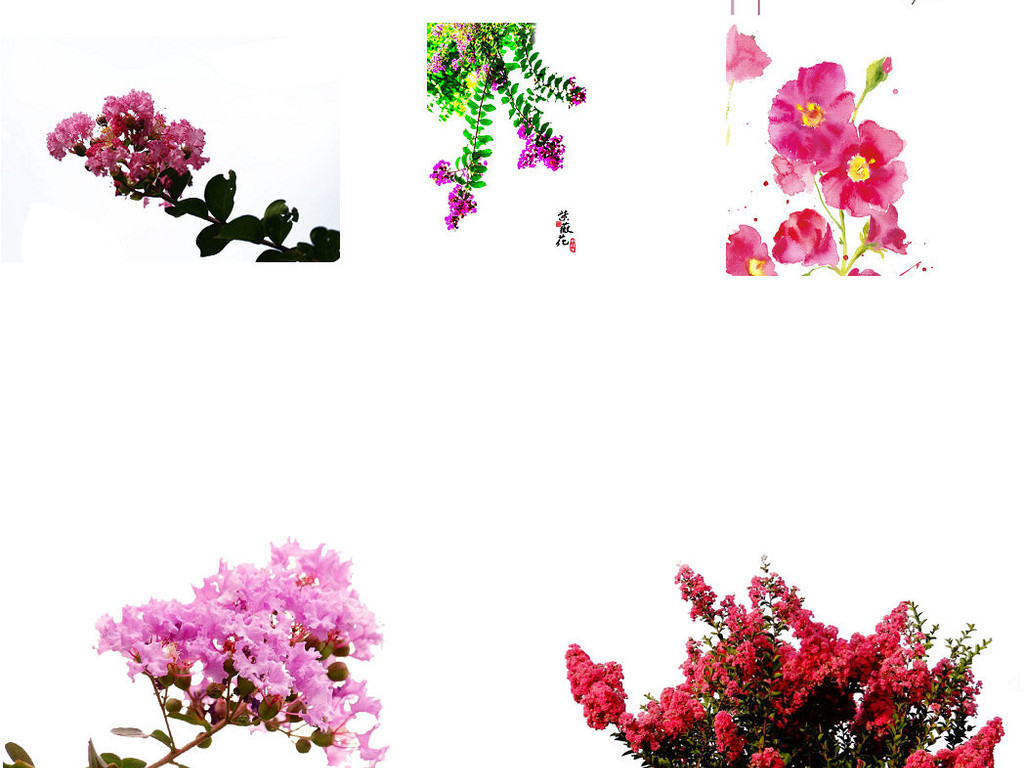 观花植物紫薇花ps装饰设计素材