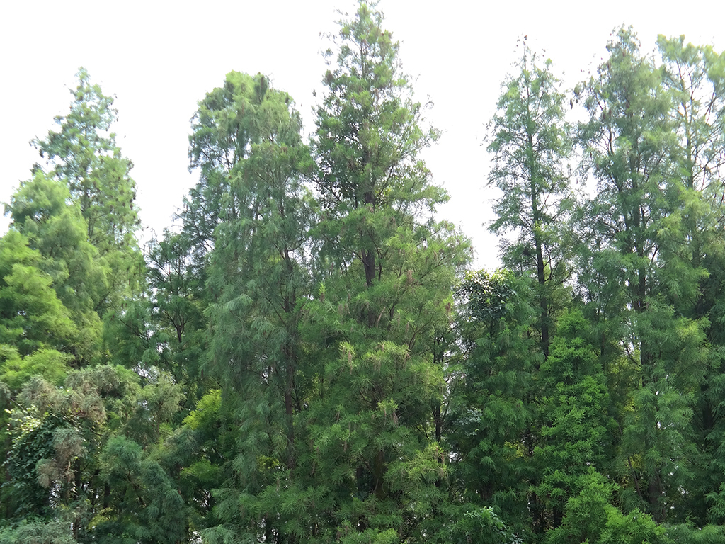 广东杉树水杉图片设计素材_高清模板下载(13.11MB)_自然风光大全