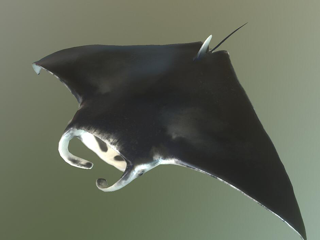 3D魔鬼鱼毯魟海洋生物有骨骼动画模型