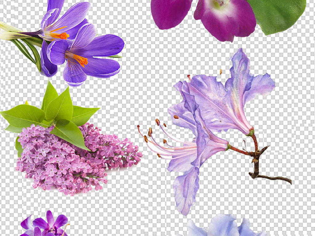 观花植物紫罗兰ps设计元素免抠图库