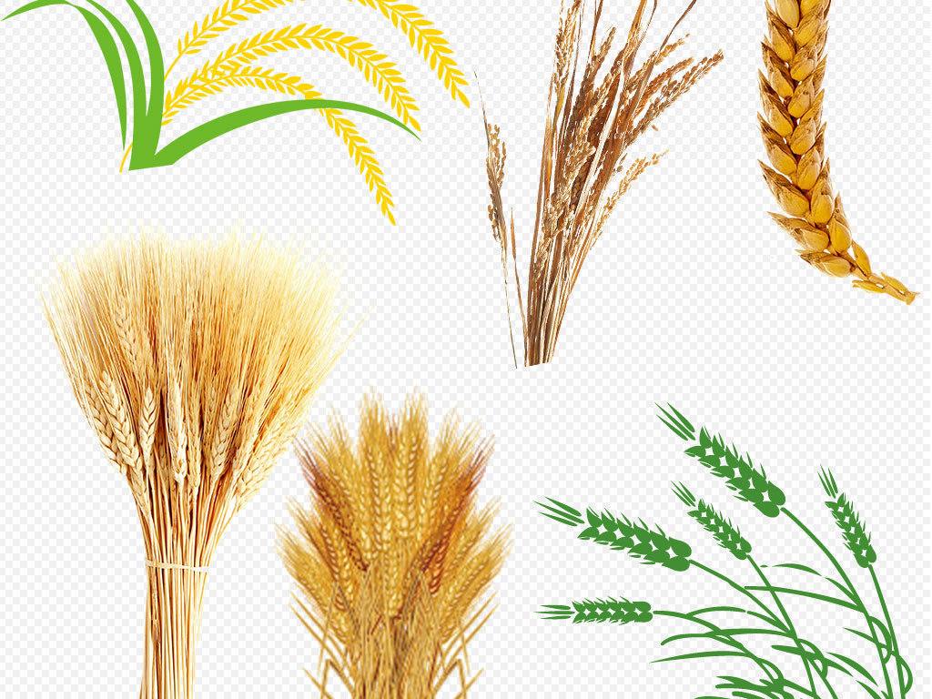 小麦稻谷农产品食物png免扣素材