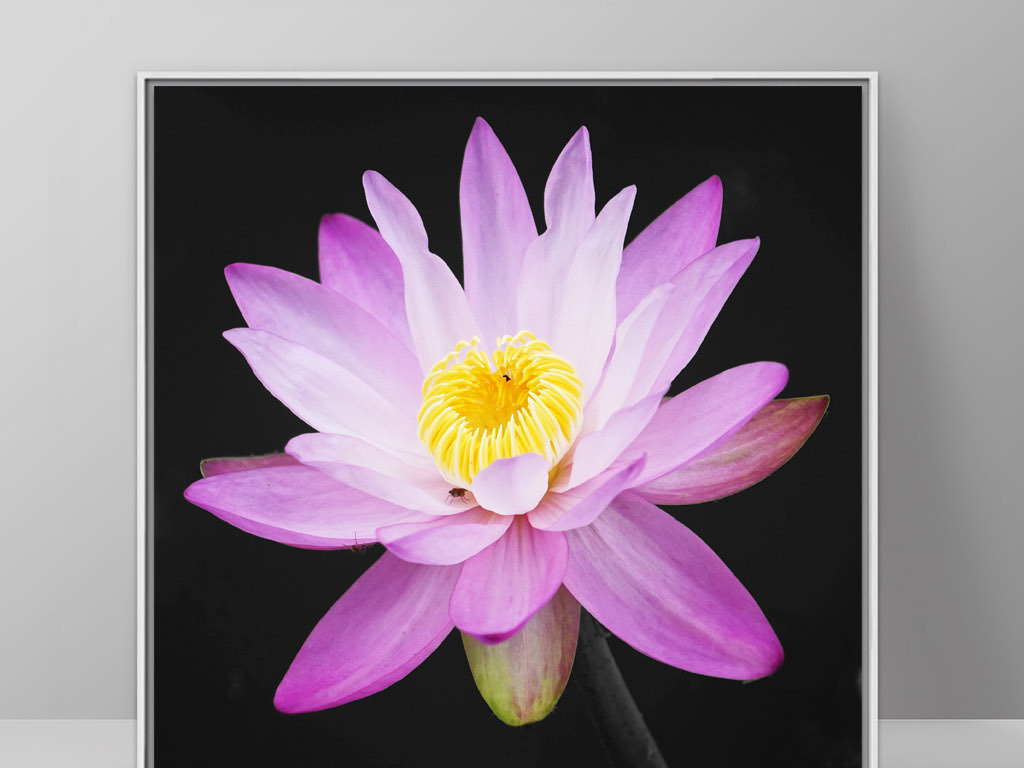 美丽纯洁盛开的莲花唯美意境花蕊高端装饰画