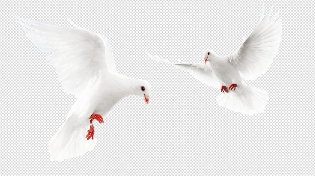 飞翔的白鸽免扣PNG素材图片设计_高清其他模