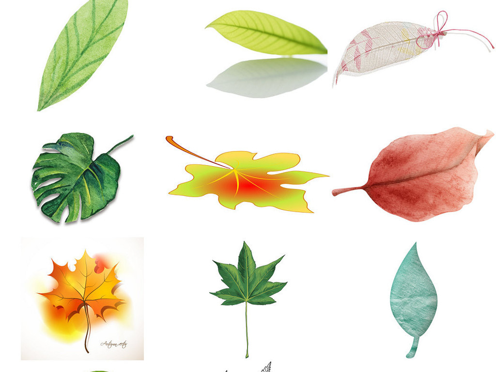 植物一片叶子海报ps设计素材1图片