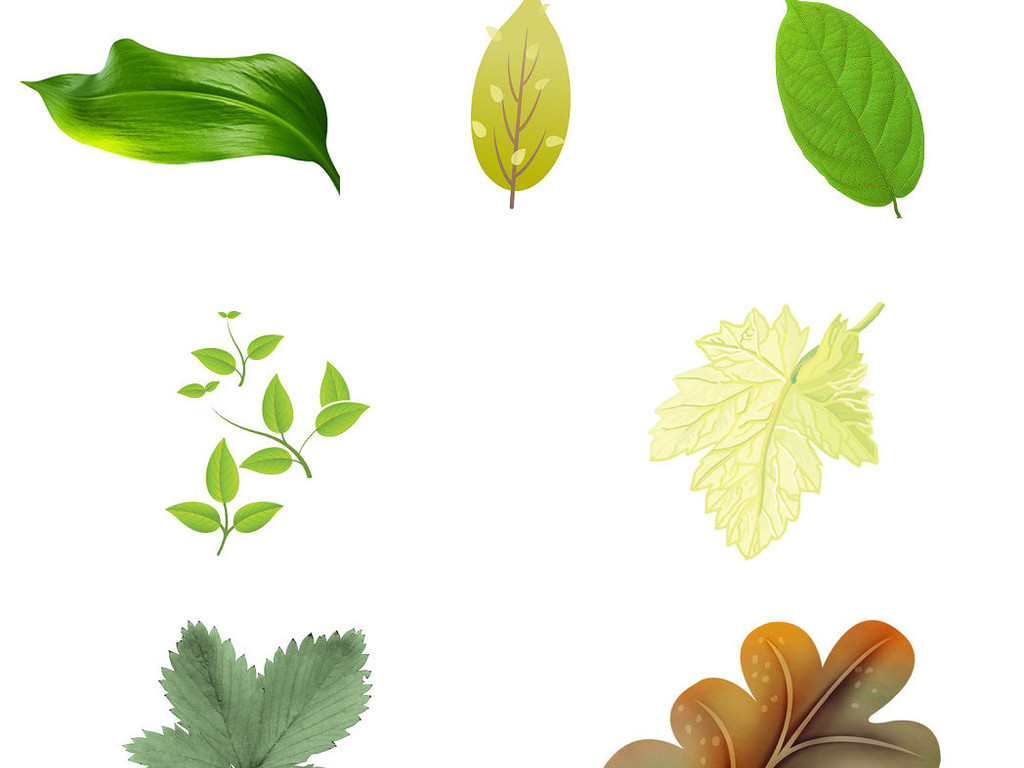植物一片叶子海报ps设计素材2
